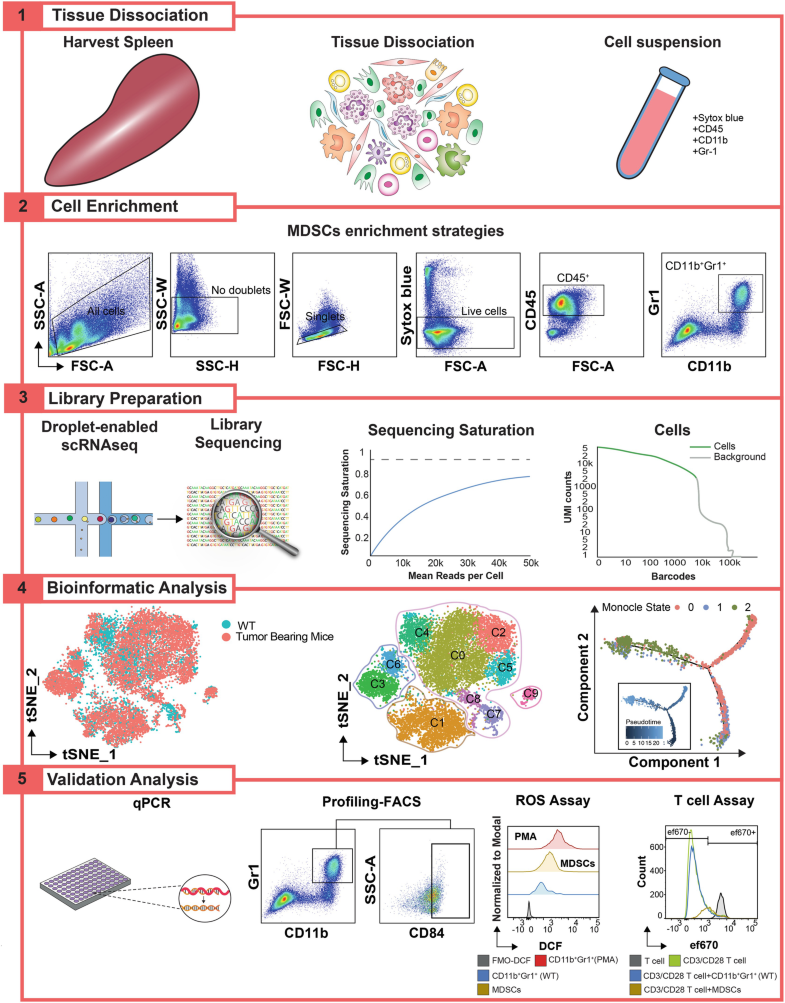 Single-cell transcriptome analysis workflow for specific immune cell types in breast cancer models | RNA-Seq Blog - 图1