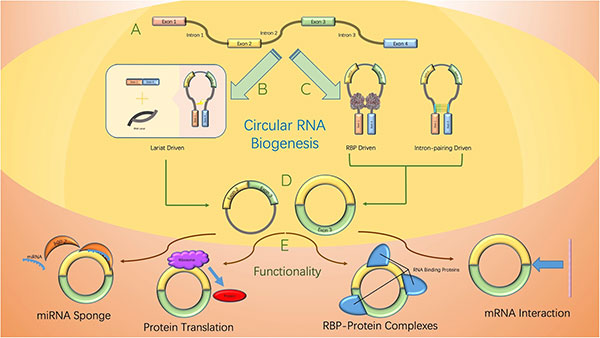 环状RNA –功能，应用和前景| RNA-Seq博客 - 图1