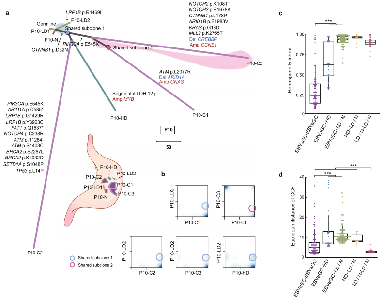 白凡/钟茜组合作揭示EB病毒阳性胃癌肿瘤细胞与EB病毒共进化特征和潜在治疗靶点 - 图4