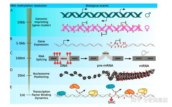 癌症与基因甲基化的关系 - 知乎 - 图3