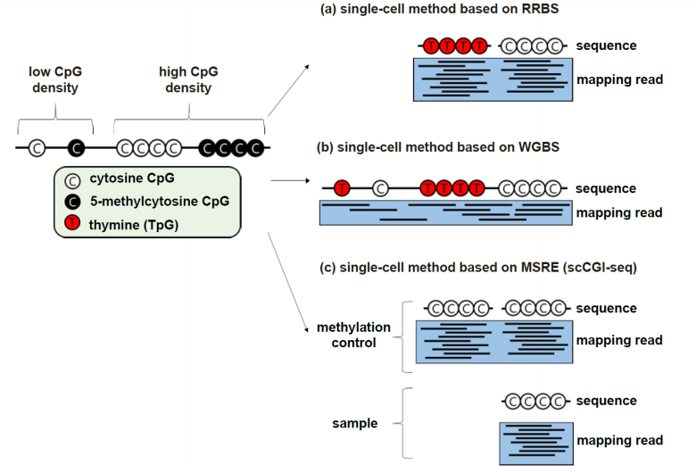 综述-单细胞DNA甲基化研究基础篇：从实验策略到数据分析方法简介 - 图4