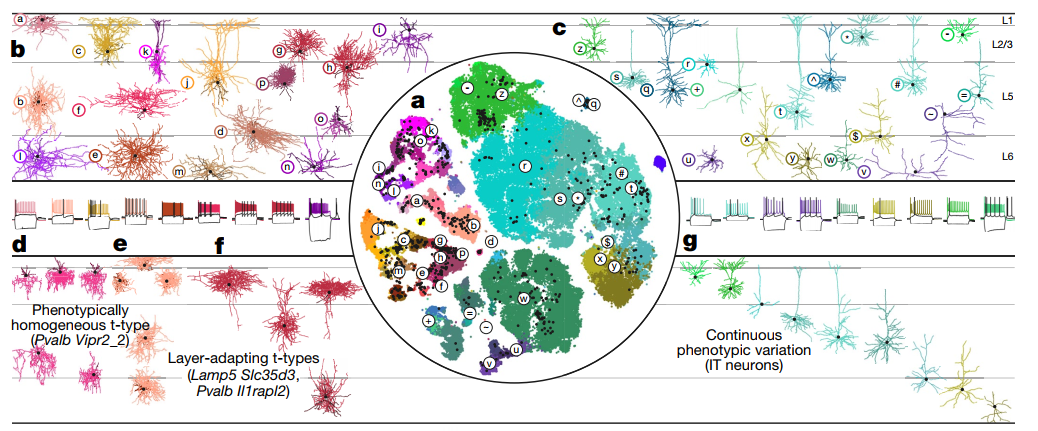 ​BICCN专栏之一 | 总论：大脑皮层运动神经元图谱景观以及数据库联盟BICCN - 图4