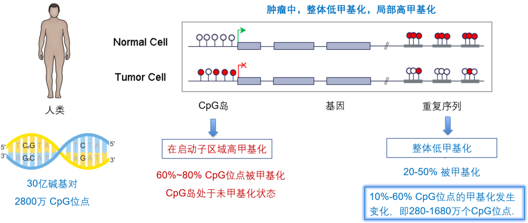 全癌标志物来了，肿瘤筛查一网打尽还远吗？ - 图6