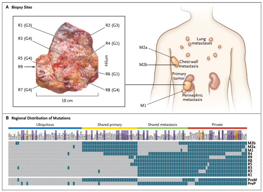 肿瘤的表观遗传学（2万字深度总结） - 图9