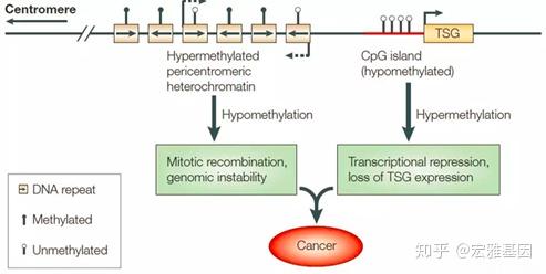 癌症与基因甲基化的关系 - 知乎 - 图4