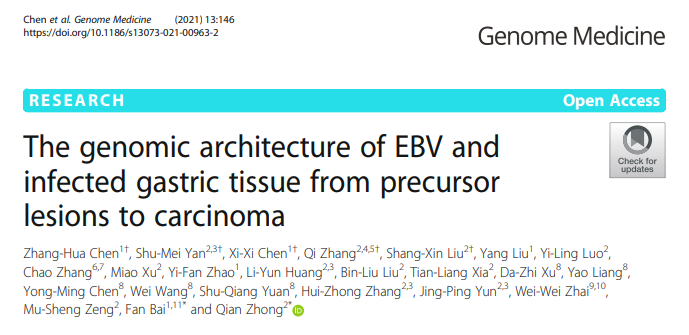白凡/钟茜组合作揭示EB病毒阳性胃癌肿瘤细胞与EB病毒共进化特征和潜在治疗靶点 - 图1