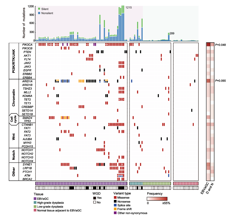 白凡/钟茜组合作揭示EB病毒阳性胃癌肿瘤细胞与EB病毒共进化特征和潜在治疗靶点 - 图3