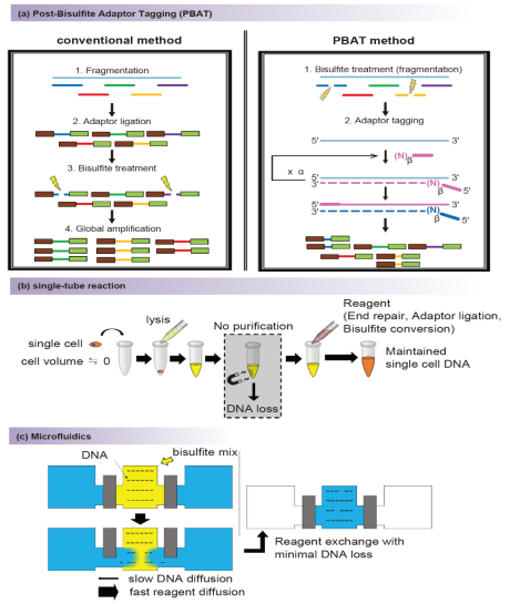 综述-单细胞DNA甲基化研究基础篇：从实验策略到数据分析方法简介 - 图3