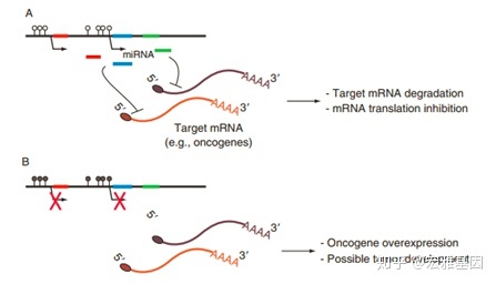 癌症与基因甲基化的关系 - 知乎 - 图5