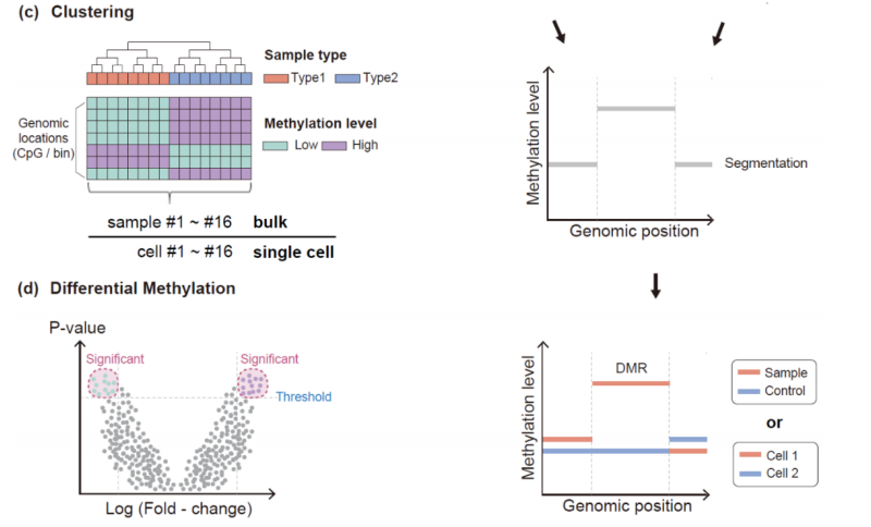 综述-单细胞DNA甲基化研究基础篇：从实验策略到数据分析方法简介 - 图6