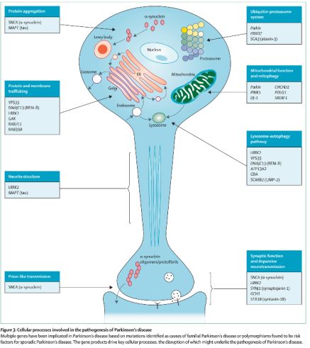 帕金森病与DNA甲基化研究 - 图6