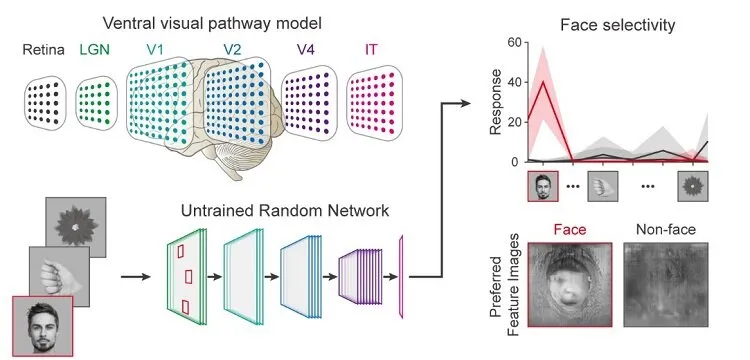 Nature子刊：未经训练的神经网络也可以进行人脸检测 - 图1