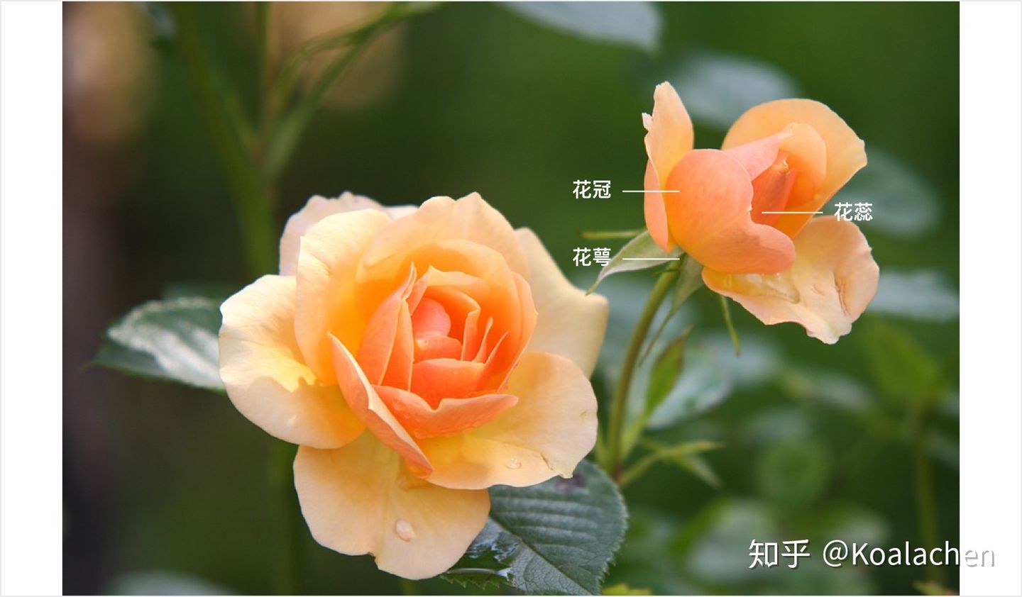 Sketch Symbol 高效运用心法 Koalachen - 图1