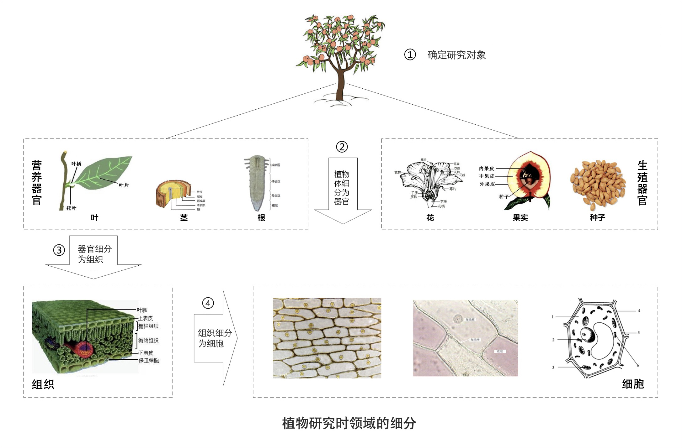 02 | 领域、子域、核心域、通用域和支撑域 - 图1